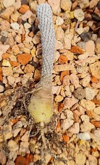 Turbinicarpus krainzianus v. minimus PP 220, 3-3,5 см сеянец