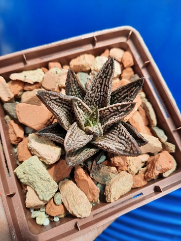 Haworthia Hard Leaf 'Isomidori', 4-4,5 см