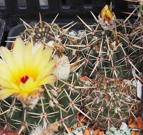 Notocactus submammulosus, 5-7 см