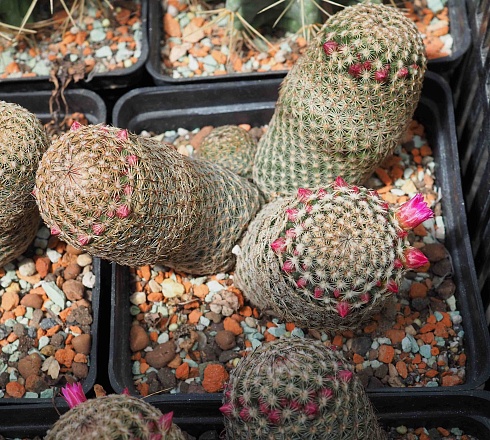 Mammillaria matudae, 20-22 см куст