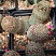 Mammillaria matudae, 20-22 см куст