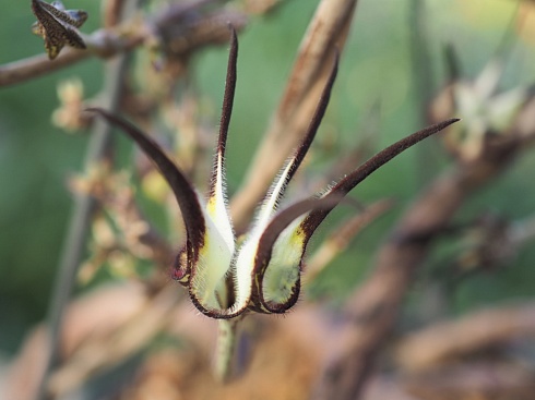 Церопегия стапелиевидная (Ceropegia stapeliiformis), черенок н/у 30см