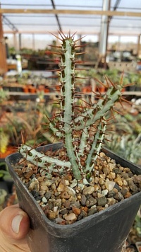 Эуфорбия аэругиноза (Euphorbia aeruginosa), 5-8 см черенок н/у 